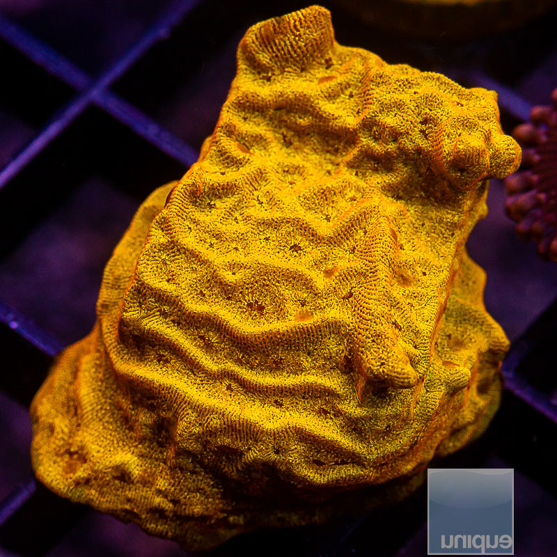 Bright Orange Leptoseris-WYSIWYG