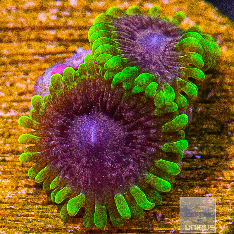 UC Atmosphere Zoa-WYSIWYG