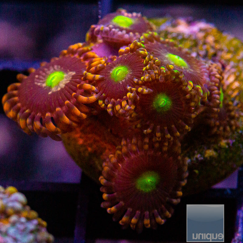 LC Antimatter Zoa-WYSIWYG