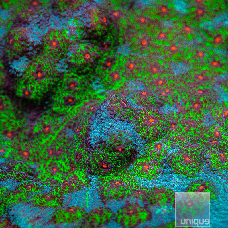 Avatar Chalice- Stock Frag