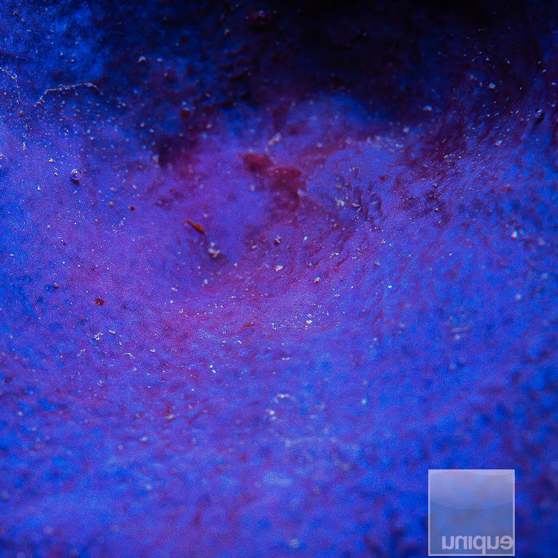 Unique Corals Plating Blue Sponge- Stock Frag