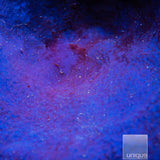 Unique Corals Plating Blue Sponge- Stock Frag