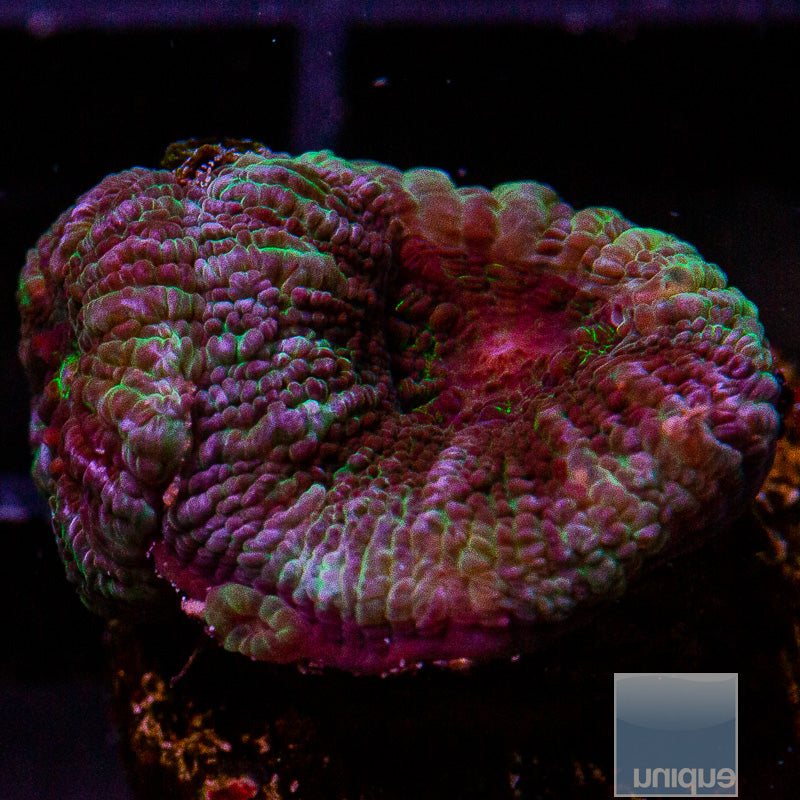 Acan Lord-WYSIWYG