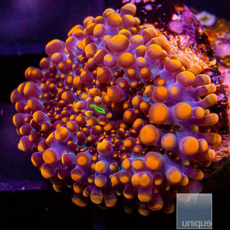 UC Super Orange Ricordea Yuma-WYSIWYG