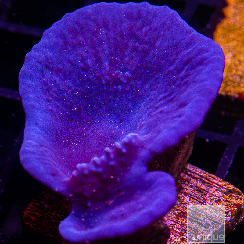 UC Plating Blue Sponge-WYSIWYG
