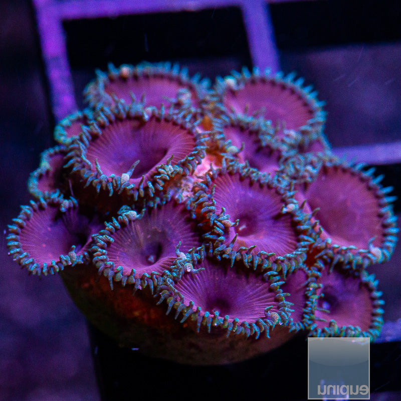 Purple Death Paly Colony-WYSIWYG