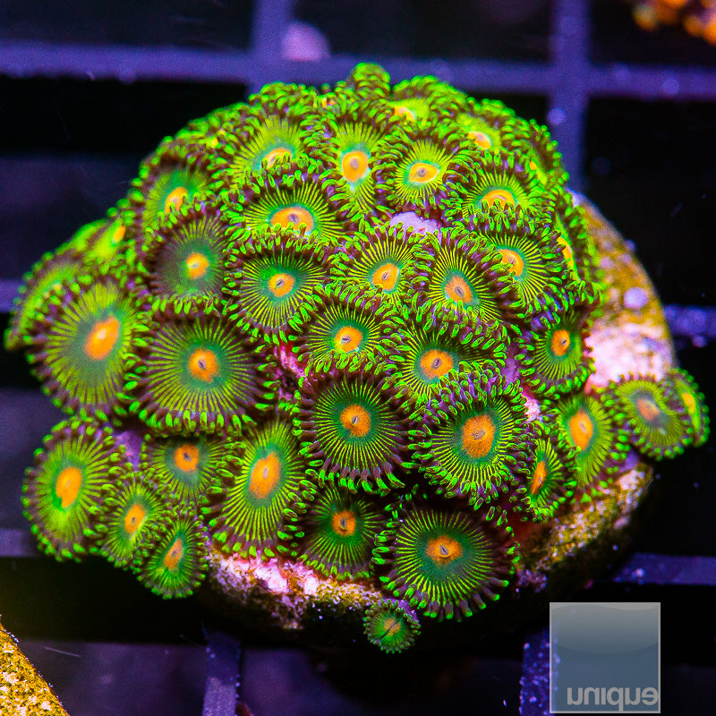 UC Turtle Beach Colony-WYSIWYG