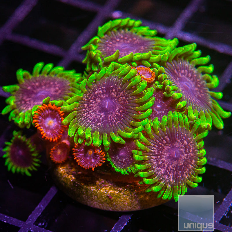 Mixed Zoa Colony Frag-WYSIWYG