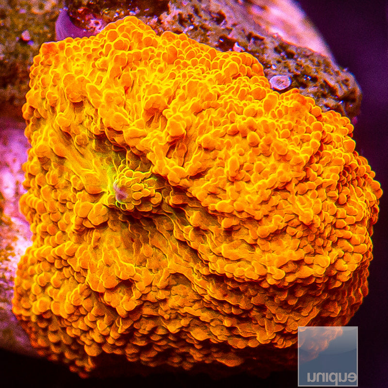 UC Burnt Orange OG Jawbreaker-WYSIWYG