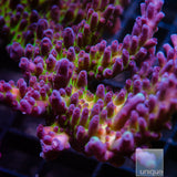 Unique Corals Miyagi Tort- Stock Coral Frag