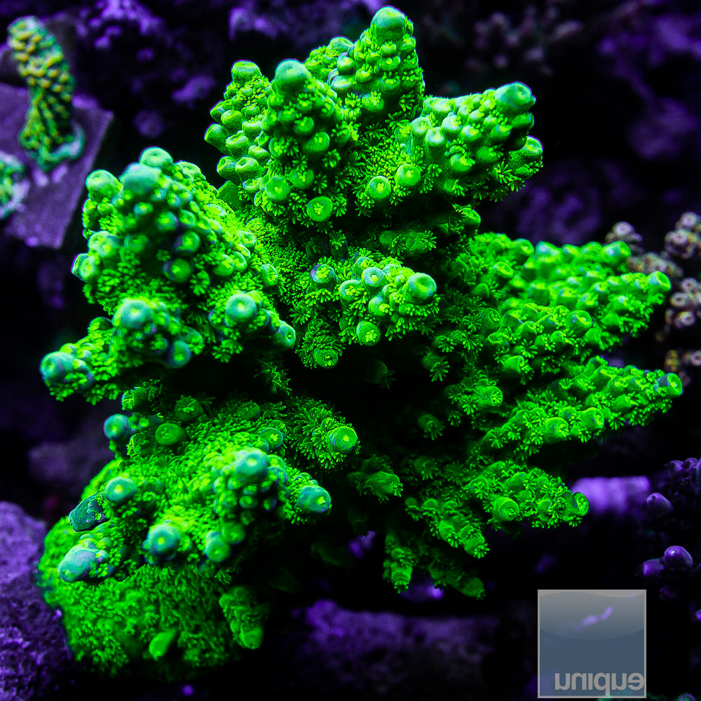 Jake Adam's Toxic Green Acropora florida