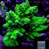 Jake Adam's Toxic Green Acropora florida