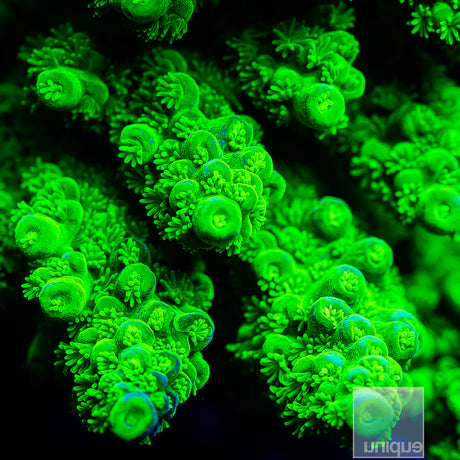 Jake Adam's Toxic Green Acropora florida