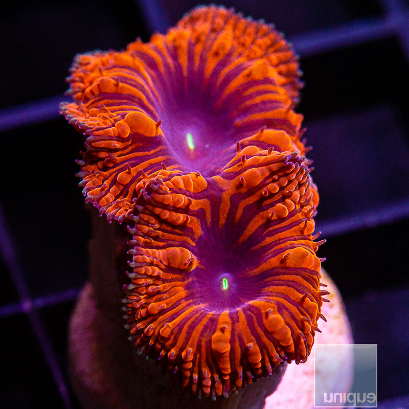 Black Widow Blasto-WYSIWYG