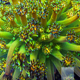 UC Signature "Grandmaster" Goniopora