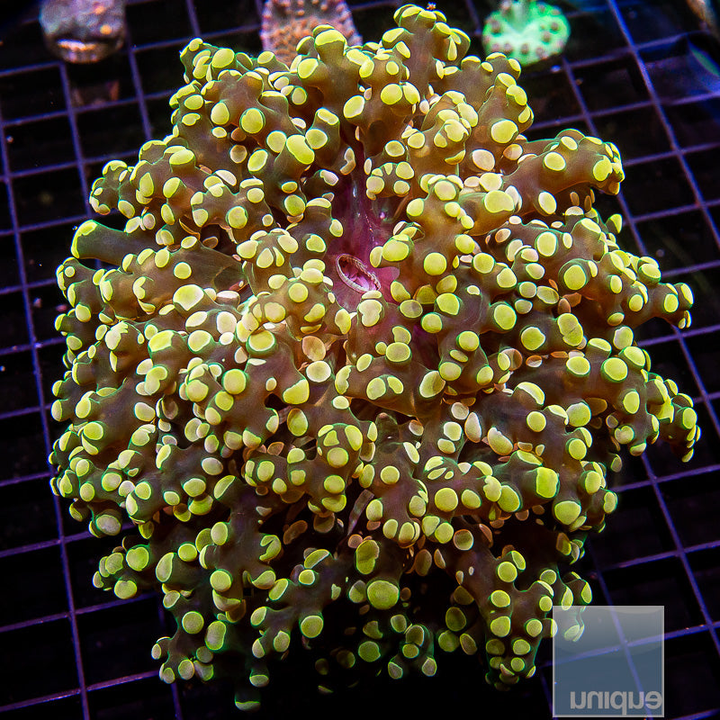 Giant Branching Frogspawn Single Head-WYSIWYG