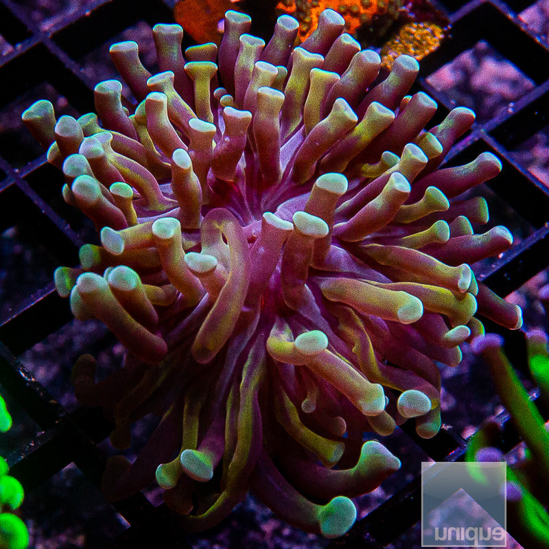 Gold Stem Branching Hammer-WYSIWYG