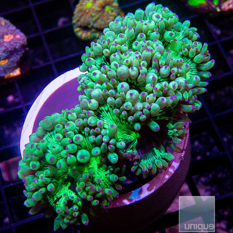 Aussie Elegance-WYSIWYG