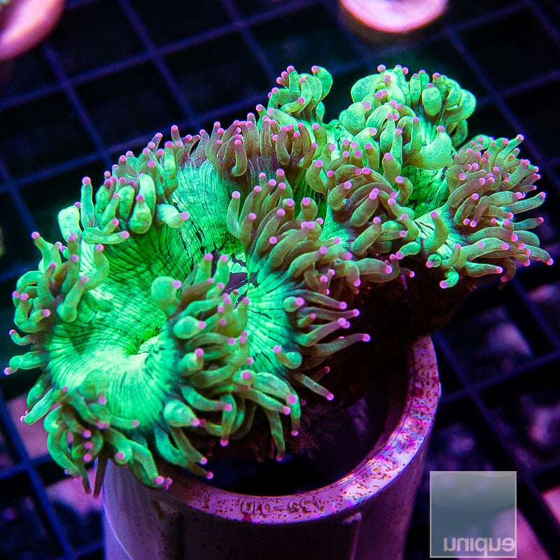 Aussie Elegance Coral-WYSIWYG