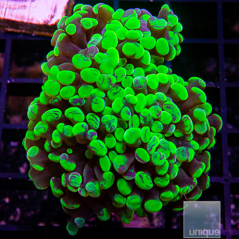 Toxic Splatter Branching Hammer Triple Head-WYSIWYG