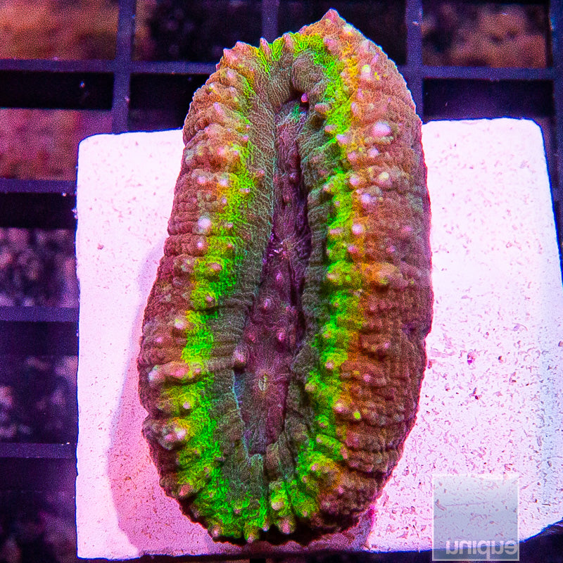 Aussie Rainbow Mini Lobo-WYSIWYG