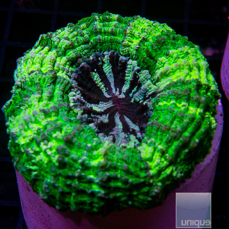 Aussie Donut Coral-WYSIWYG
