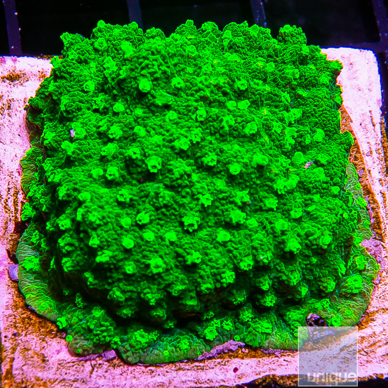 Astreopora Mini Disk-WYSIWYG