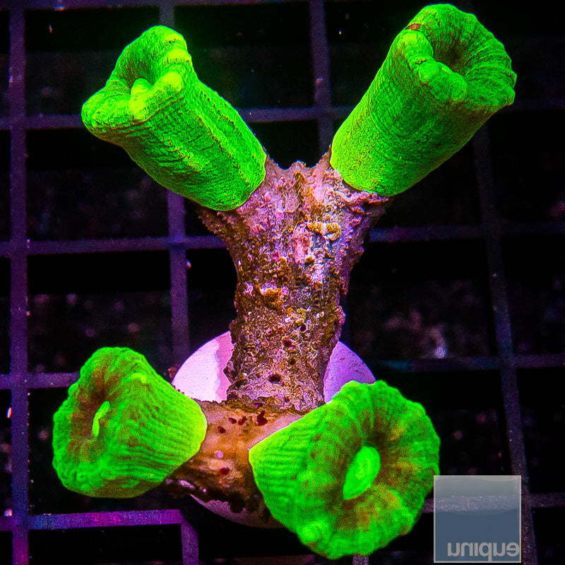 Candy Cane Coral Colony-WYSIWYG