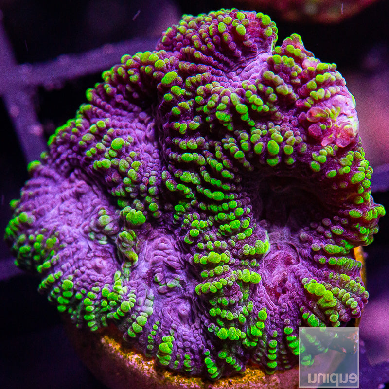 UC Raptor Favia-WYSIWYG