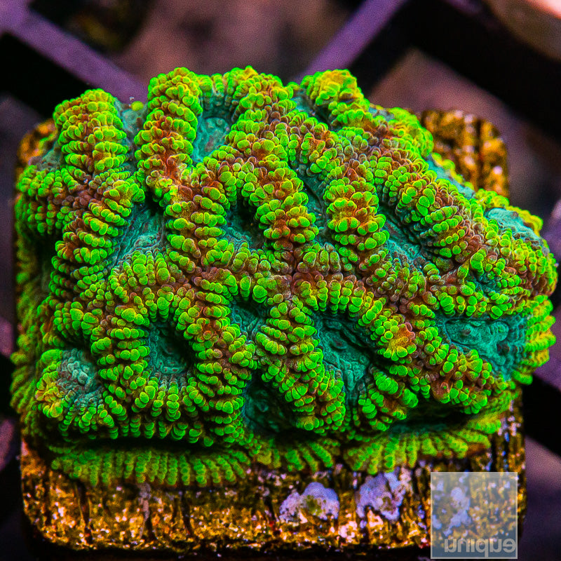 Favia of the Gods-WYSIWYG