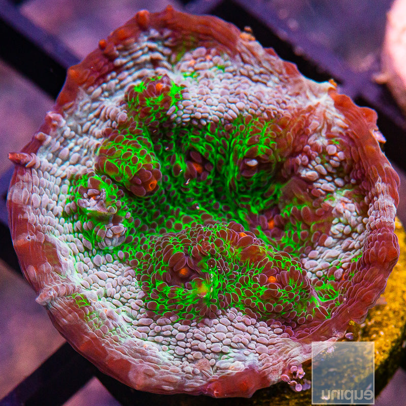 Avatar Chalice-WYSIWYG