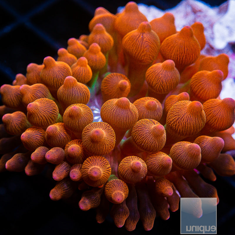 Entacmaea Quadricolor sp. Rainbow Bubble Tip Anemone- Stock