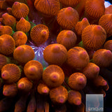 Entacmaea Quadricolor sp. Rainbow Bubble Tip Anemone- Stock