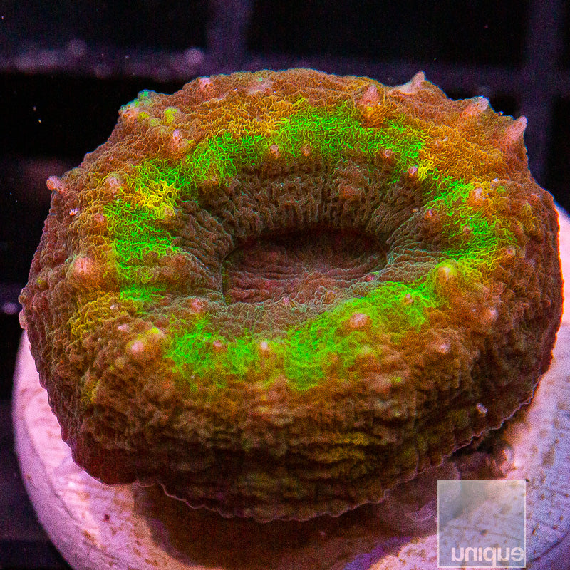 Aussie Mini Rainbow Lobo-WYSIWYG