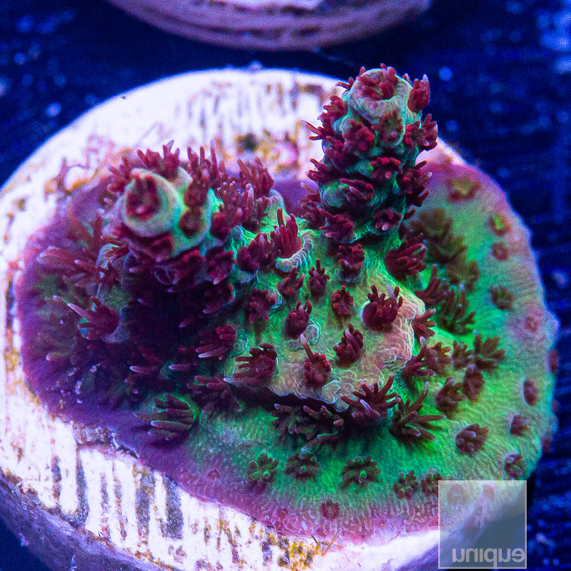 UC Red Planet Tabling Acropora-WYSIWYG
