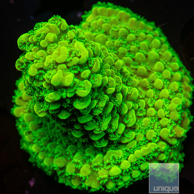 Green Slimer Stag-WYSIWYG