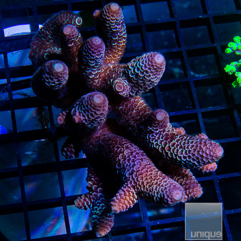 Australian Spathulata Colony-WYSIWYG