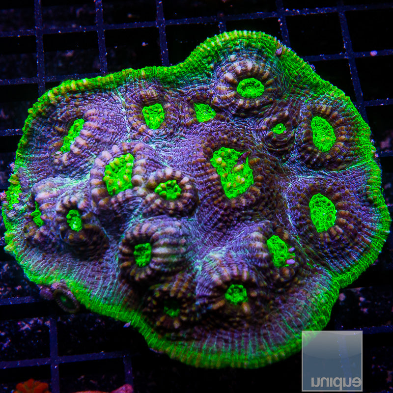 Aussie Colorful Chalice Colony-WYSIWYG