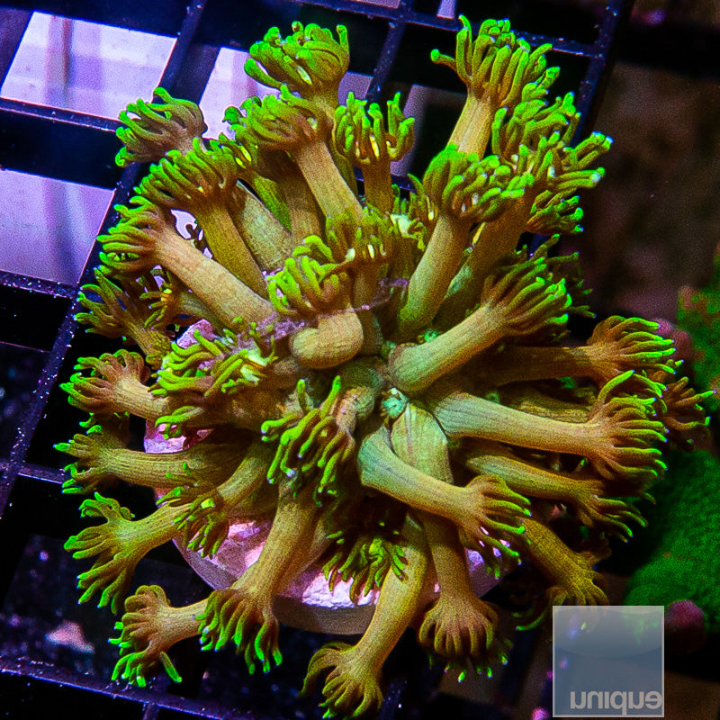 Rainbow Goniopora