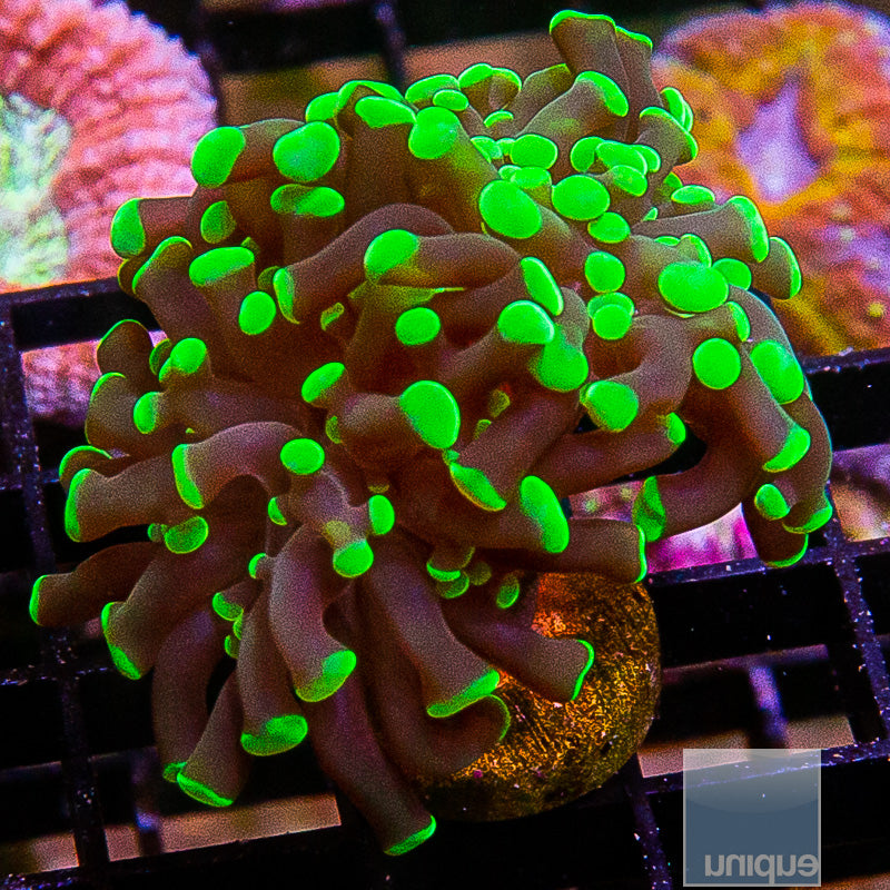 Neon Octospawn
