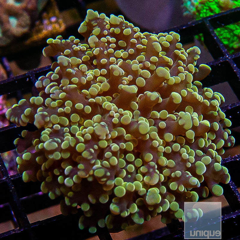 Golden Octospawn