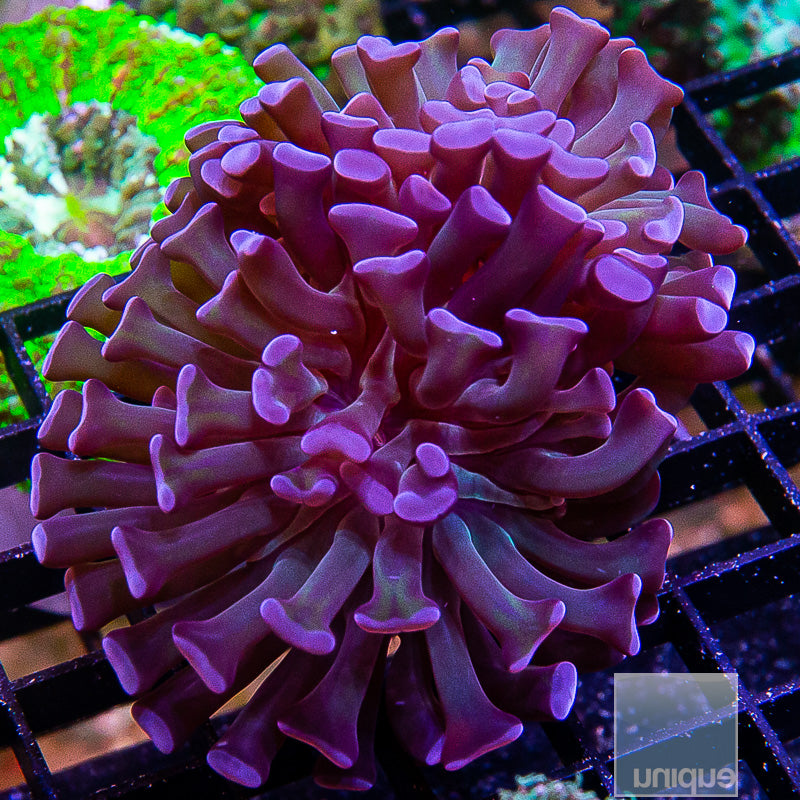 Purple Branching Hammer
