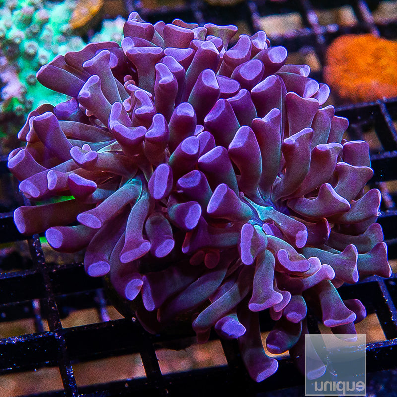 Purple Branching Hammer