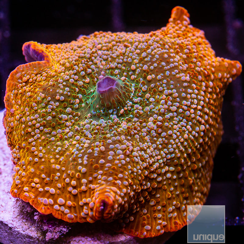Mystery Discosoma-WYSIWYG