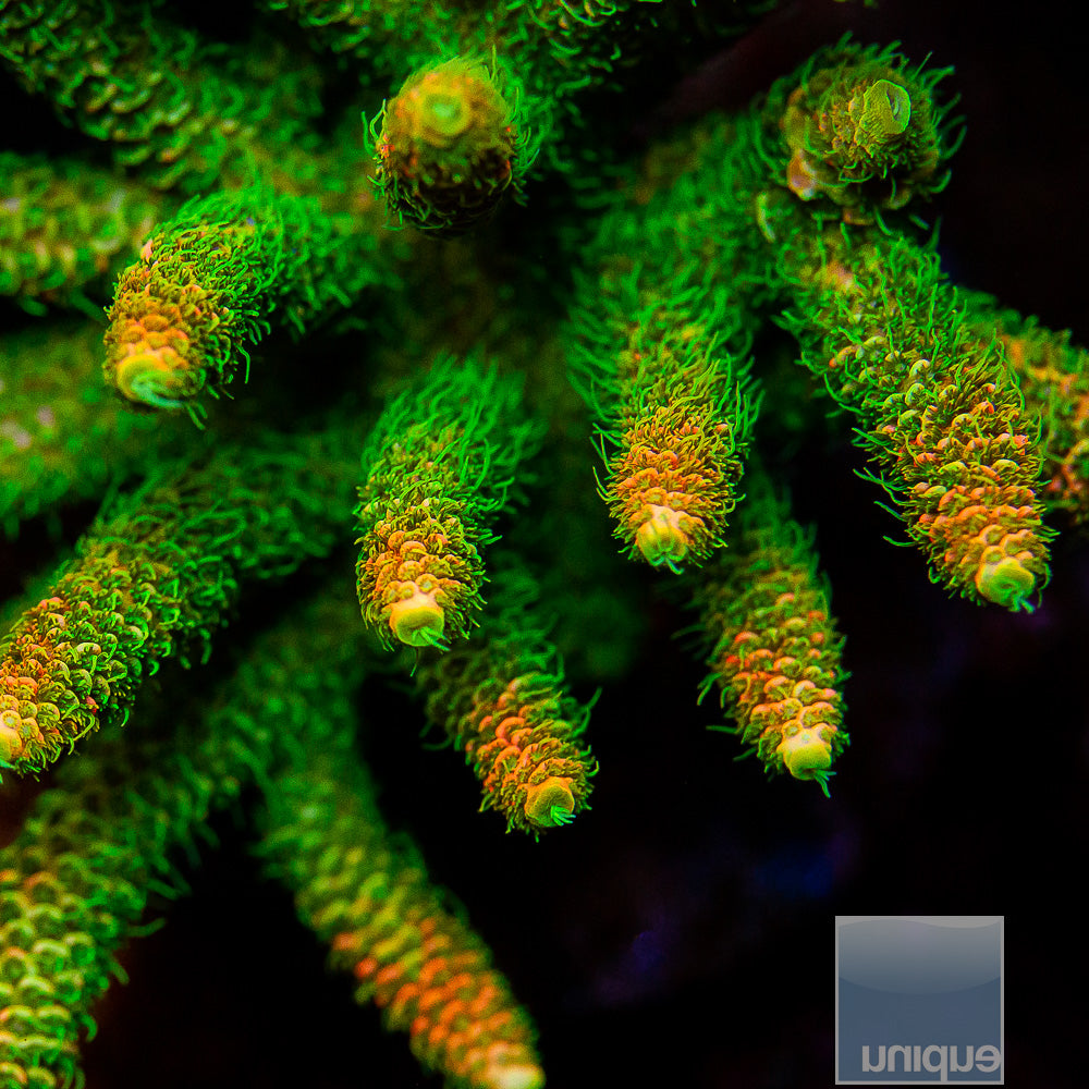 Aqua SD Rainbow Millepora