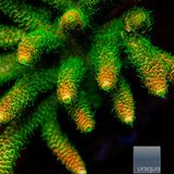Aqua SD Rainbow Millepora