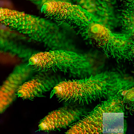 Aqua SD Rainbow Millepora