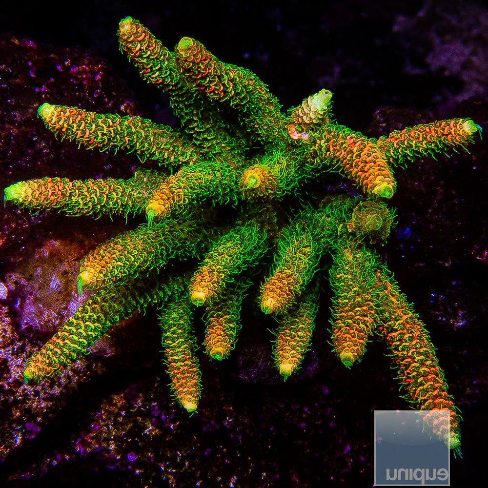 Aqua SD Rainbow Millepora
