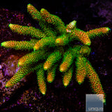 Aqua SD Rainbow Millepora
