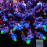 UC Blue Flame